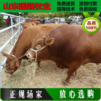 黃牛價格供應；八個月的肉牛犢市場多少錢一頭；芮城縣肉牛養殖場